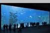 Aquarium at Nausicaa in France