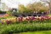 Keukenhof Tulip Gardens