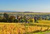 View of vineyards in autumn in Grand Est region
