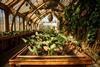 Professor Sprout's greenhouse