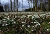 Snowdrops at Hodsock