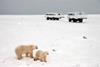 Polar bears in Canada