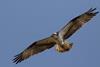Credit Montgomeryshire Wildlife Trust