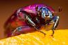 A Purple Jewel Beetle