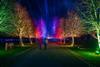 National Memorial Arboretum trees lit up for Christmas