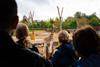 Group tour looking at a giraffe