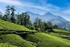Tea plantation in the hills of Munnar, India