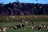 5 Of The Best Places For Bird Watching %7C Group Travel News %7C Geese Coming Into Land at Holkham Nature Reserve%2C copyright  Andrew Bloomfield