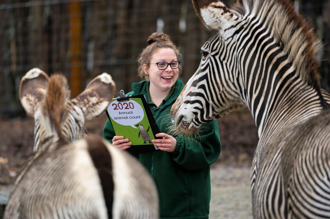 picture-gallery-staff-carry-out-annual-animal-count-at-marwell-zoo