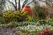 Snowdrops at Barnsdale Gardens in Rutland