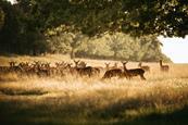 Deer Park Safari at Raby Castle, Park and Gardens