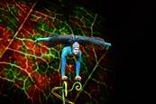 A performer shows an incredible move as part of Cirque du Soleil's OVO show