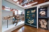 Exhibit with various bones inside glass cases.