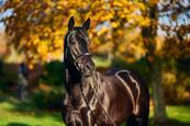 The National Stud, Newmarket