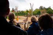 Group tour looking at a giraffe