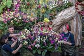 Orchids at Kew Gardens, celebrating the remarkable biodiversity of Madagascar