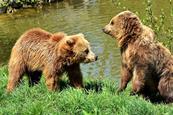 European brown bears