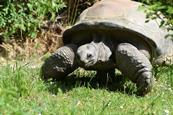 Tortoise