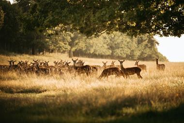 Deer Park Safari at Raby Castle, Park and Gardens