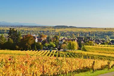 View of vineyards in autumn in Grand Est region
