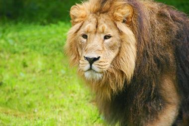 Lion at a zoo