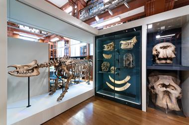 Exhibit with various bones inside glass cases.