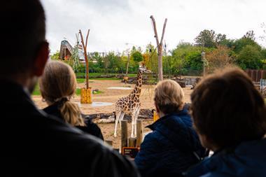Group tour looking at a giraffe