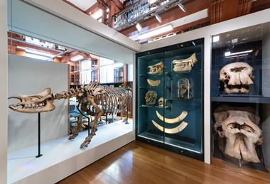 Exhibit with various bones inside glass cases.