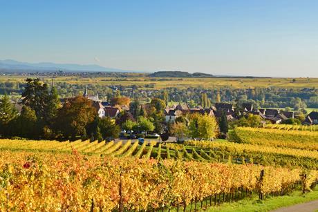 View of vineyards in autumn in Grand Est region