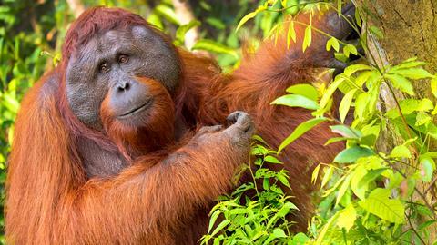 An orangutan in Borneo