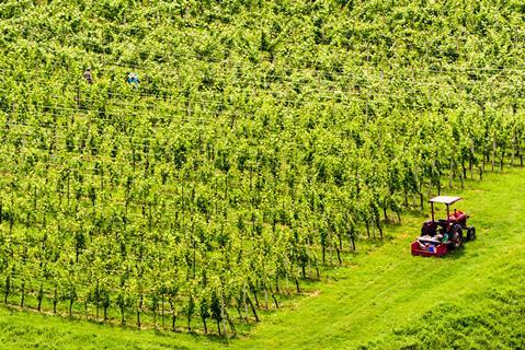 A tractor is seen next to huge vineyards in Slovenia while workers harvest grapes. 