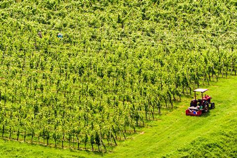 A tractor is seen next to huge vineyards in Slovenia while workers harvest grapes.