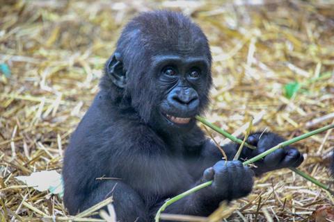 Baby gorilla at Port Lympne Hotel & Reserve