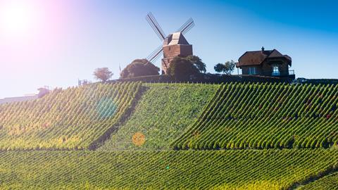 A windmill and vineyard in the Champagne region of France.