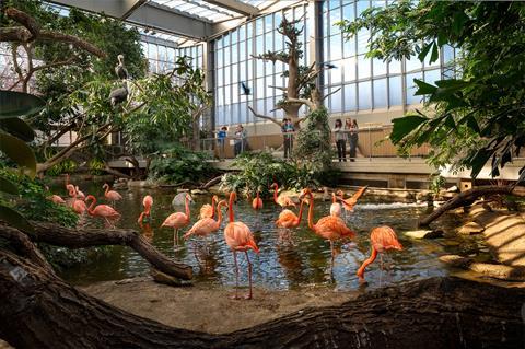 Flock of American Flamingos in Wetlands at National Aviary, Pittsburgh
