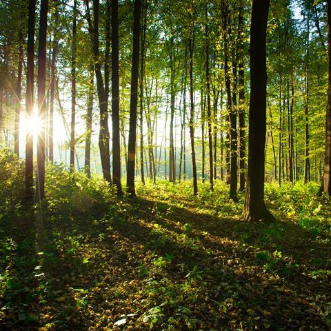 Forest trees, woodland, nature, green, wood backgrounds