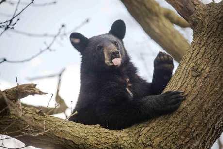 Bear at Woburn Safari Park