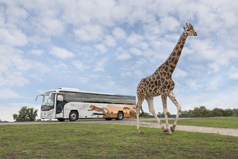 A coach drives behind a giraffe