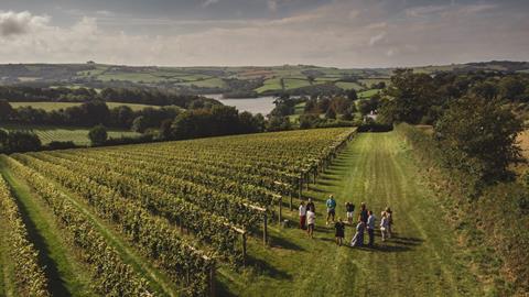 Sandridge Barton vineyard
