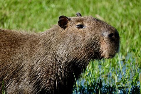 Capybara on the Ibera Wetlands, Argentina