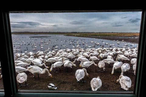 Whooper swans at WWT Martin Mere