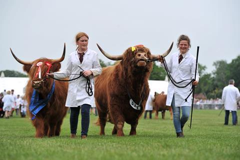 Two members of staff lead two cows at the Royal Three Counties Show in Worcestershire