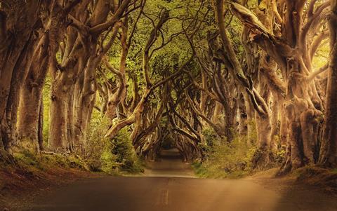 The Dark Hedges