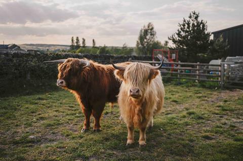 Highland cows at Peak Edge Hotel