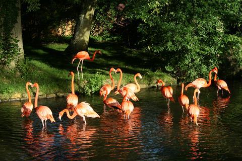 Flamingos at Birdland in Gloucestershire.