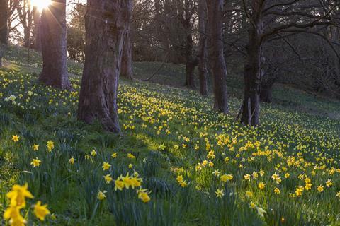 Waddesdon Manor's gardens in spring