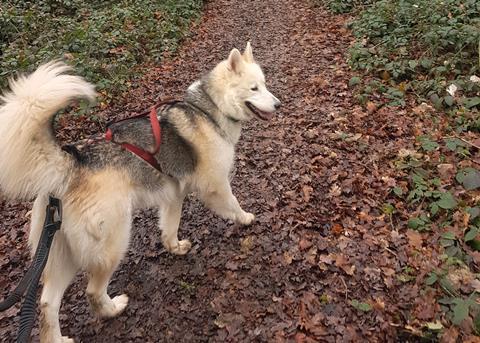 Husky Hike