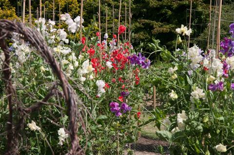 Sweet pea display at RHS