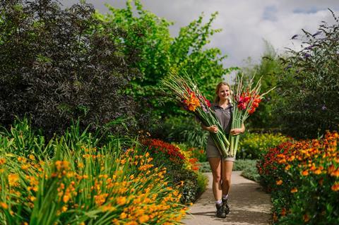 RHS Rosemoor Flower Show