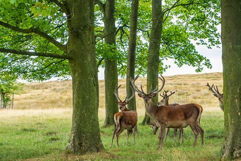 Deer at Lyme Park, Cheshire